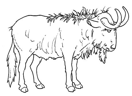 Antylopa, gazela, gnu kolorowanki